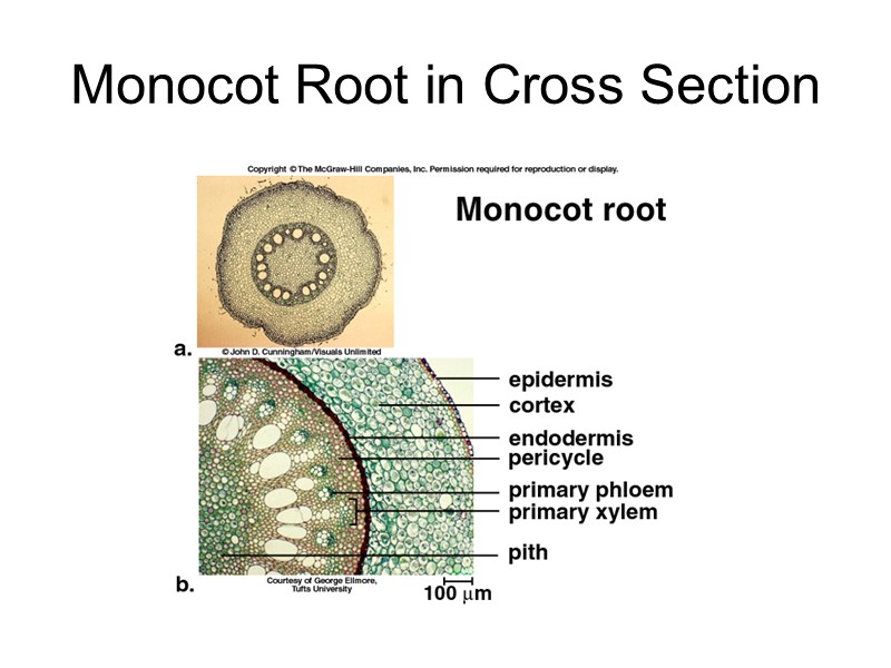 Monocot Root in Cross Section